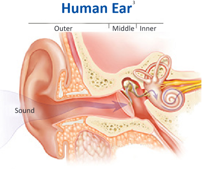 The human ear